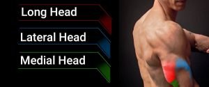 exercise for triceps long head