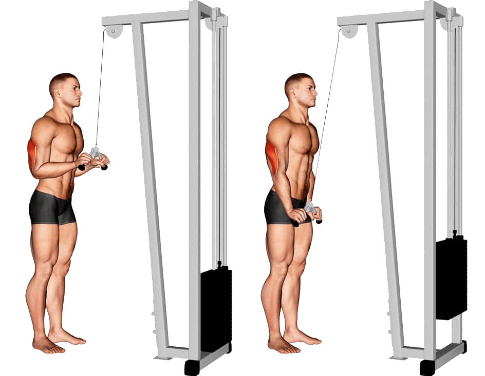 triceps pushdowns