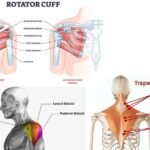How to Flex Shoulders