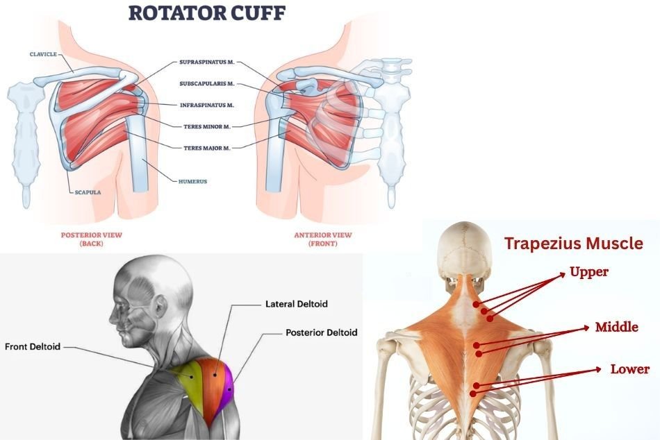 How to Flex Shoulders Properly: Techniques & Tips