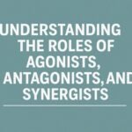 understanding the roles of agonists antagonists and synergists